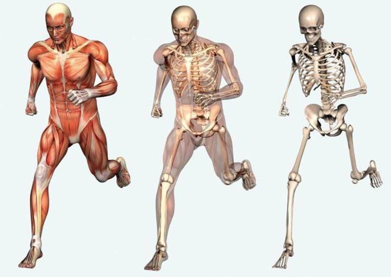 Course Image Anatomia narządu ruchu 2024/2025