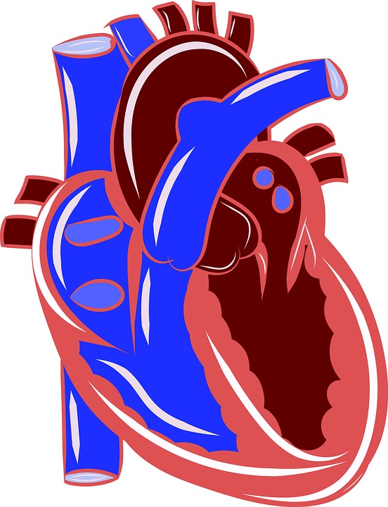 Course Image Anatomia kopia 1